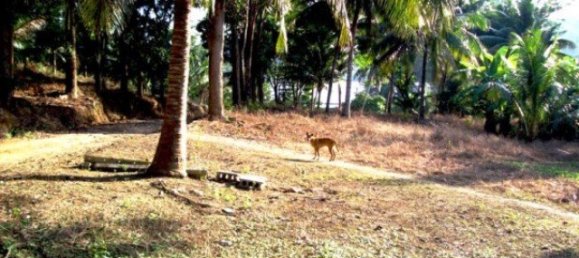 98831m² Commercial property in Ban Ratsada, Thailand No. 12327 6