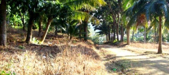 98831m² Commercial property in Ban Ratsada, Thailand No. 12327 4