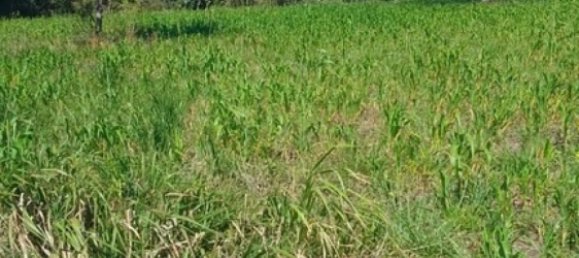 Terrain à La Cruz, Costa Rica No. 1582 4