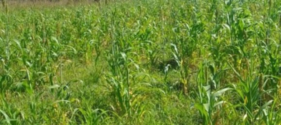 Terrain à La Cruz, Costa Rica No. 1582 2