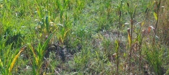 Terrain à La Cruz, Costa Rica No. 1582 6