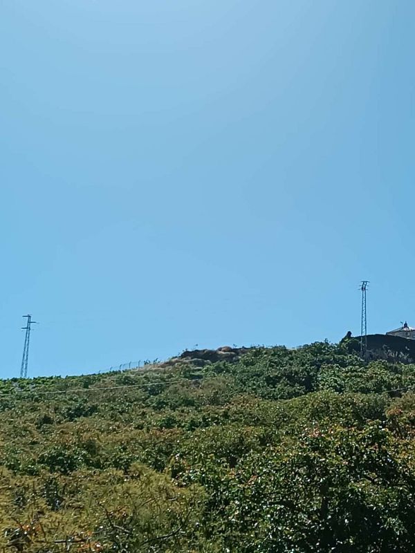 14000m² Land in Iznate, Spain No. 222021