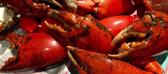 1 bedroom House in Daintree, Australia No. 697 4