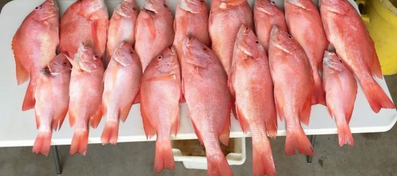 1 bedroom House in Daintree, Australia No. 697 3