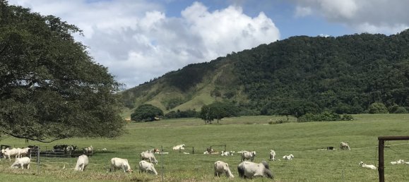 1 bedroom House in Daintree, Australia No. 697 19