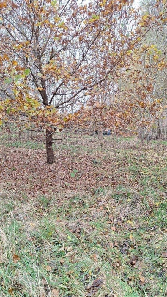 Terreno en Luneburg, Germany No. 357592