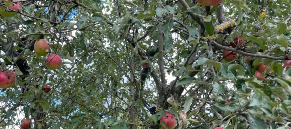 Land in Karlsruhe, Germany No. 292304 5