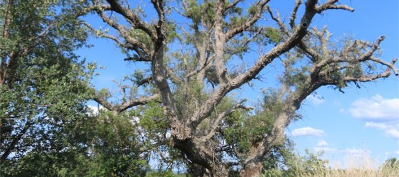 9 bedrooms House in Fundao, Portugal No. 74632 3