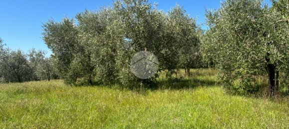 Terrain à Gallese, Italy 44010m² No. 371404 17