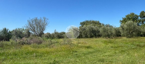 Terrain à Gallese, Italy 44010m² No. 371404 18