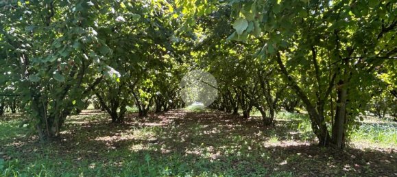 Terrain à Gallese, Italy 44010m² No. 371404 4