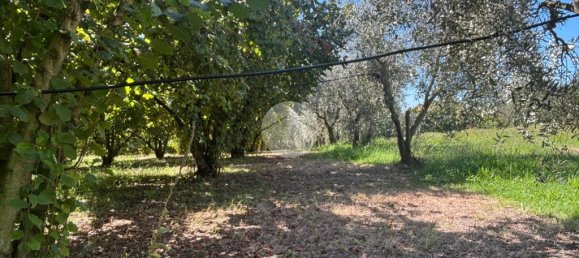 Terrain à Gallese, Italy 44010m² No. 371404 5