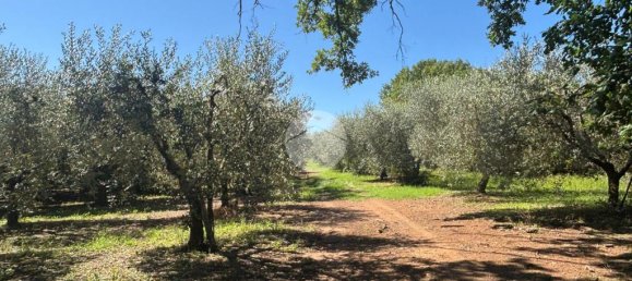 Terrain à Gallese, Italy 44010m² No. 371404 14