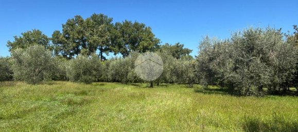 Terrain à Gallese, Italy 44010m² No. 371404 9