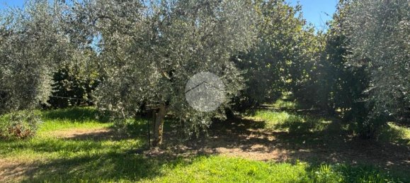 Terrain à Gallese, Italy 44010m² No. 371404 13