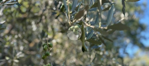 Terrain à Gallese, Italy 44010m² No. 371404 16