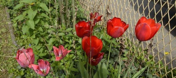 7-salle Maison à Jennersdorf, Austria No. 189897 30