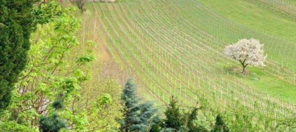 6 rooms Villa in Maria Enzersdorf, Austria No. 137269 29