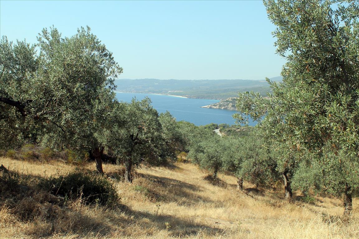  فندق في Chalkidiki, Greece 10000متر مربع رقم 7700