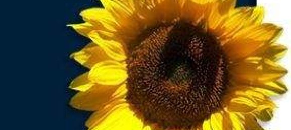 Propriété commerciale à Mittelsachsen, Germany 75400m² No. 262747 3