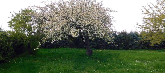 Дом с 3 спальнями в Мекленбургское Поозёрье, Германия № 176868 23