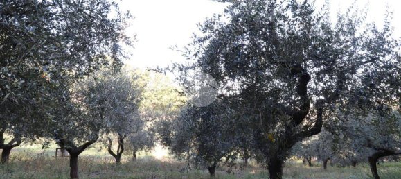 Terreno en Silvi, Italy 1900 m² No. 67110 13