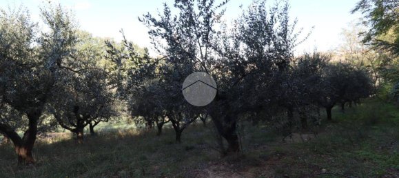 Terreno en Silvi, Italy 1900 m² No. 67110 4