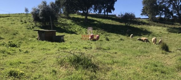 7792m² Land in Rio Maior, Portugal No. 73825 13