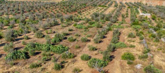 Terreno T3 em Casarano, Italy N.º 294692 6