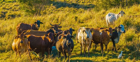 2 bedrooms House in Mothar Mountain, Australia No. 556 22