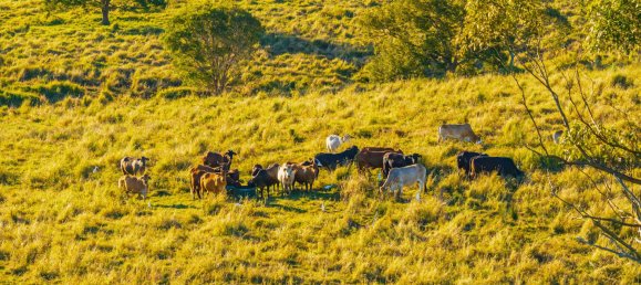 2 bedrooms House in Mothar Mountain, Australia No. 556 16