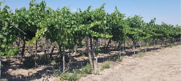  قطعة أرض في Cerignola, Italy 18500متر مربع رقم 177234 4