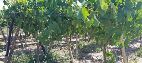  قطعة أرض في Cerignola, Italy 18500متر مربع رقم 177234 5