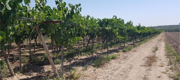  قطعة أرض في Cerignola, Italy 18500متر مربع رقم 177234 3