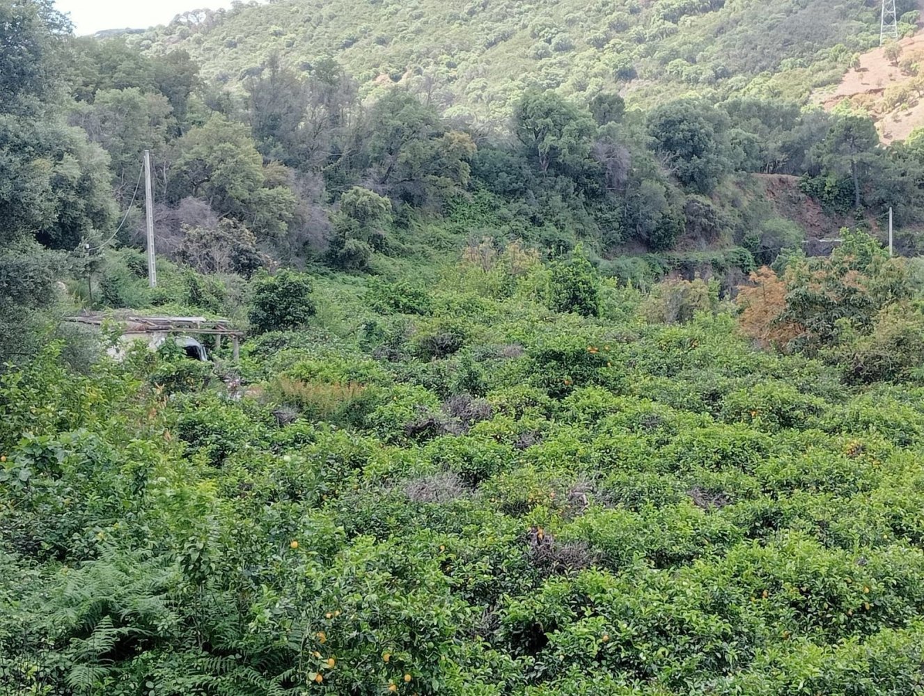 10000m² Land in Estepona, Spain No. 135138