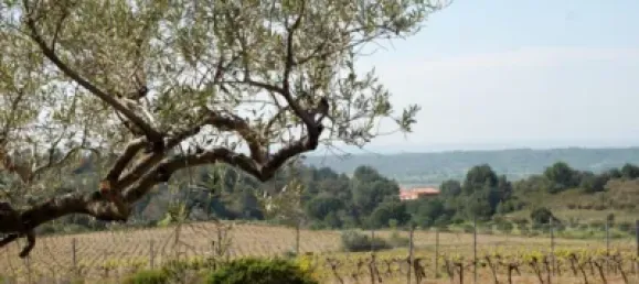  Land in Garriguella, Spain No. 73542 15
