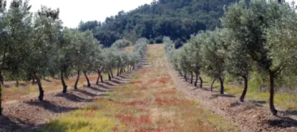  Land in Garriguella, Spain No. 73542 18