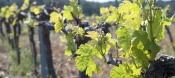  Land in Garriguella, Spain No. 73542 12