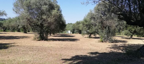 Grundstück in Pianella, Italy 4249m², Nr. 104511 13