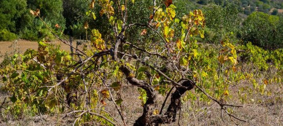 Дом с 7 спальнями в Торриш Новаш, Португалия № 142156 9