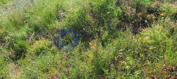 Grundstück in Tomar, Portugal 806m², Nr. 79587 7