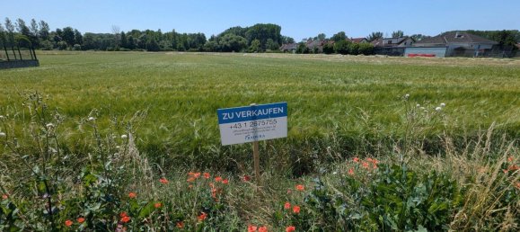 1441m² Land in Trautmannsdorf an der Leitha, Austria No. 38747 2