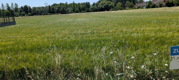 1441m² Land in Trautmannsdorf an der Leitha, Austria No. 38747 4