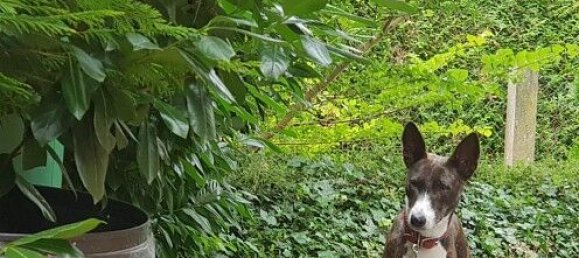 6 bedrooms Townhouse in Durmenach, France No. 94372 45