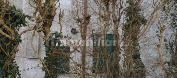 Villa de 5 dormitorios en Piacenza d'Adige, Italy No. 198932 22