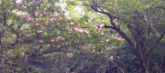 Grundstück in Liberia, Costa Rica, Nr. 1775 3