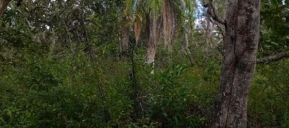 Grundstück in Liberia, Costa Rica, Nr. 1775 4