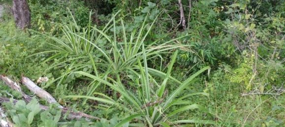 Grundstück in Liberia, Costa Rica, Nr. 1775 6