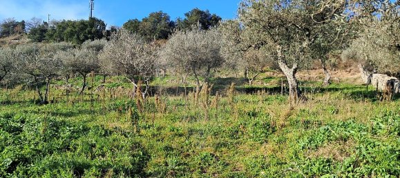 5 غرف نوم منزل في Pombal, Portugal رقم 42361 2