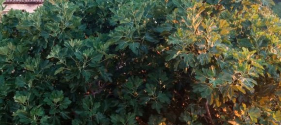 5 rooms Apartment in Rotonda, Italy No. 256870 9